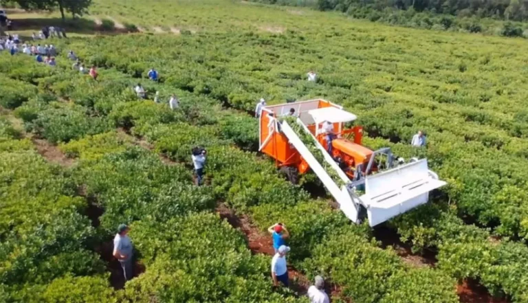 Crece la demanda y exportación de yerba mate, pero la cosecha y los productores enfrentan dificultades