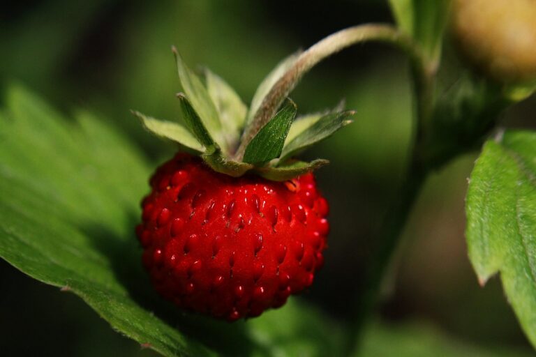 Mercado global de envases para frutos rojos crece hasta 2035